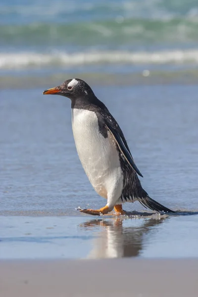 Gentoo Pingouin Sur Rivage Xotique — Photo