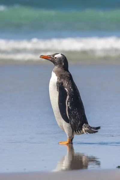 Adorable Pingouin Gentoo Sur Rivage Xotica — Photo