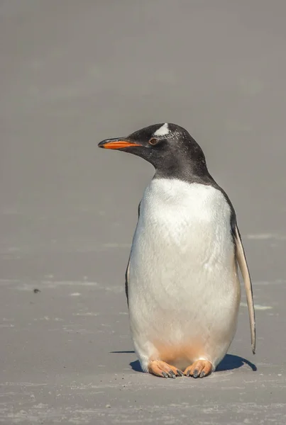 Pingouin Gentoo Terre Dans Péninsule Antarctique — Photo