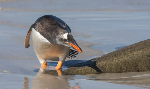 Gentoo Pinguin Nistplätze Antartica — Stockfoto