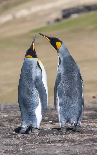 Paire Pingouins Aimables Antarctique Île Géorgienne Sud — Photo