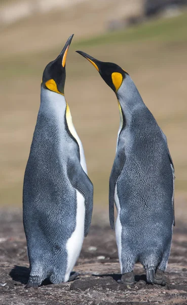 Paar Van Koning Pinguïns Antarctica Zuid Georgië Eiland — Stockfoto
