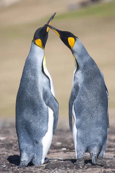 Par Pinguins Rei Ilha Geórgia Sul Antártica — Fotografia de Stock