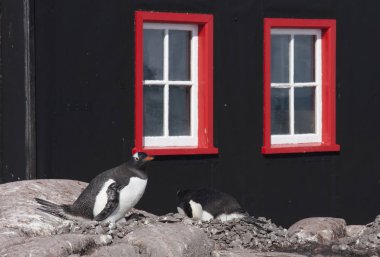 gentoo penguenleri dış posta bağlantı noktası Lockroy iç içe geçirme
