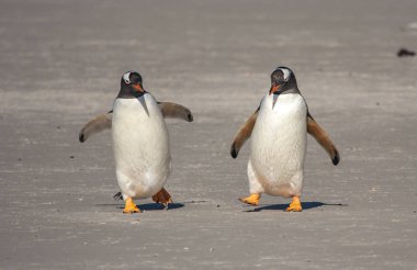 Gentoo penguenleri gerekçesiyle Antarktika içinde iç içe geçirme