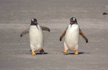Gentoo penguins nesting grounds in Antarctica clipart