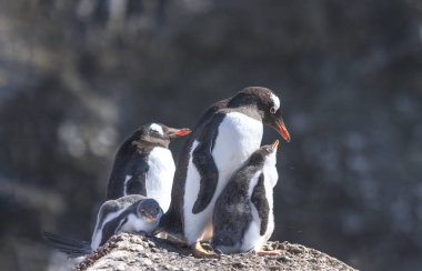 Gentoo penguenleri gerekçesiyle Antarktika içinde iç içe geçirme