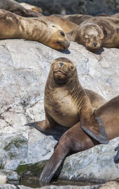 Patagoina, Arjantin kayalıklardan üzerinde sealions
