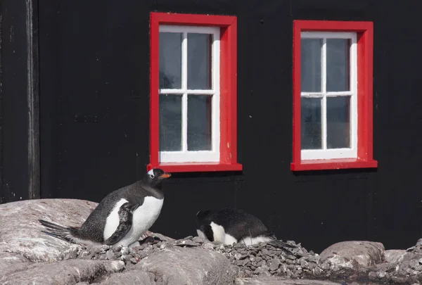 在锁罗伊港邮局外筑巢的天才企鹅 — 图库照片