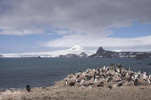 Pingüinos Ginstrap Anidando Zonas Antárticas — Foto de Stock