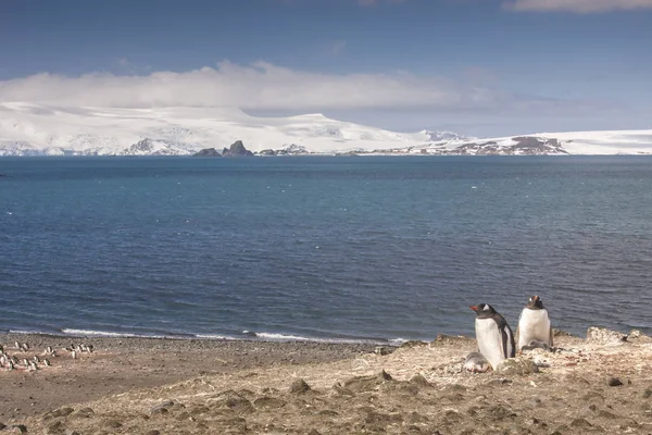 Pinguins Gentoo Aninhando Terras Antártida — Fotografia de Stock