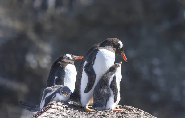 stock image gentoo penguins nesting grounds in Antarctica