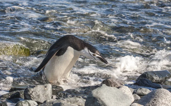 Antarktika Daki Çıkan Miğfer Penguen — Stok fotoğraf