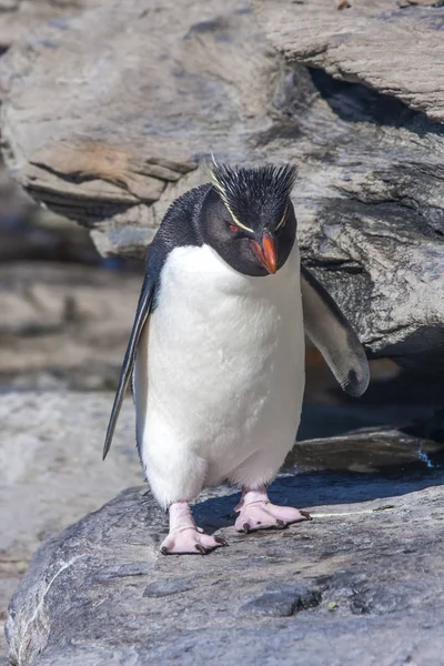 Pinguini Rockhopper Che Entrano Escono Dall Acqua Vicino Loro Terreno — Foto Stock