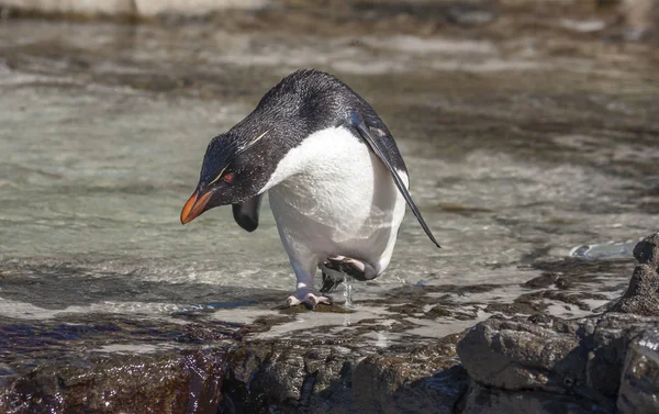 Rockhopper Pingouin Dans Eau Dans Les Îles Falkland — Photo