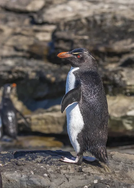 Rockhopper Pingouin Dans Eau Dans Les Îles Falkland — Photo