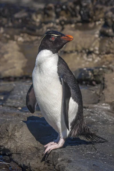 Pingouin Cicadelle Sortant Eau Près Site Nidification — Photo