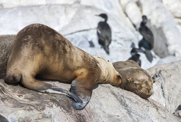 Sealions Resting Cliffs Patagoina Argentina — Stock Photo, Image