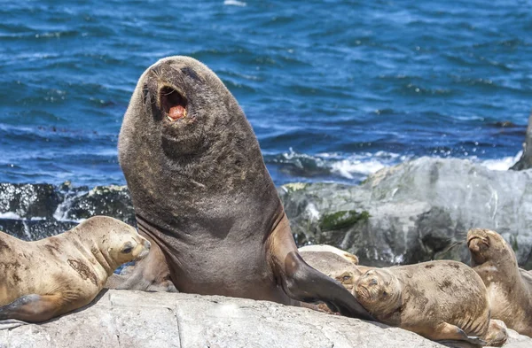 Patagoina Arjantin Kayalıklardan Üzerinde Sealions — Stok fotoğraf