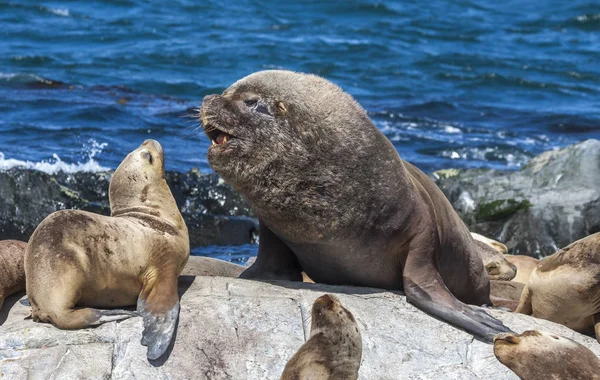 Zeeleeuwen Rustend Kliffen Patagoina Argentinië — Stockfoto