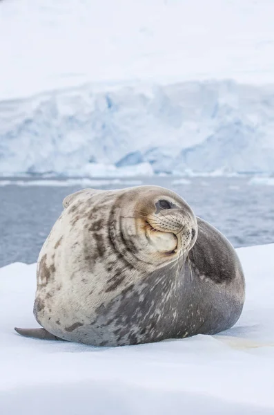 Urocza Weddella Uszczelnienia Półwysep Antarktyczny — Zdjęcie stockowe