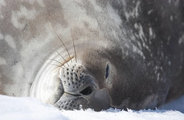 南極半島で寝ているアザラシ — ストック写真