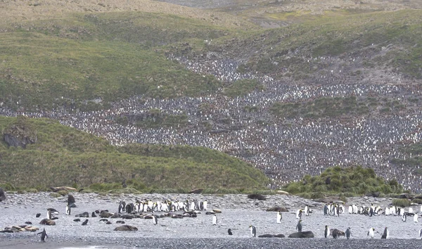 Penguenler Koloni Güney Georgia Adadır — Stok fotoğraf