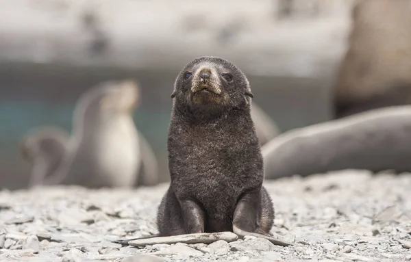 Kožešina Seal Pup Ostrov Jižní Georgia — Stock fotografie