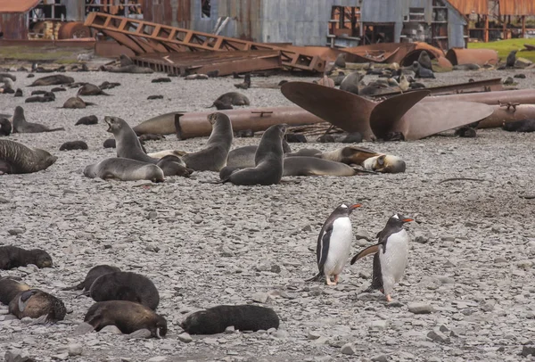Група Південних Хутряних Тюленів Пляжі — стокове фото