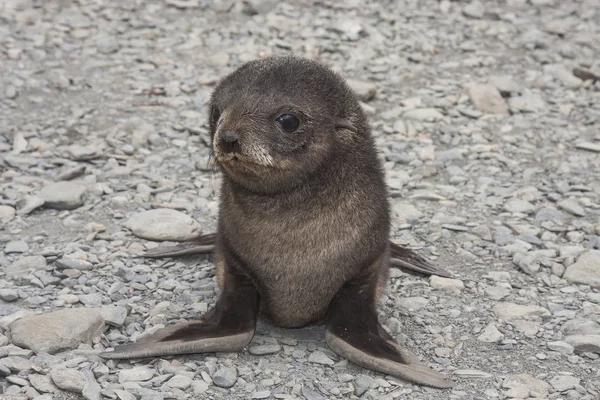 Adorable Little Foki Plaży — Zdjęcie stockowe