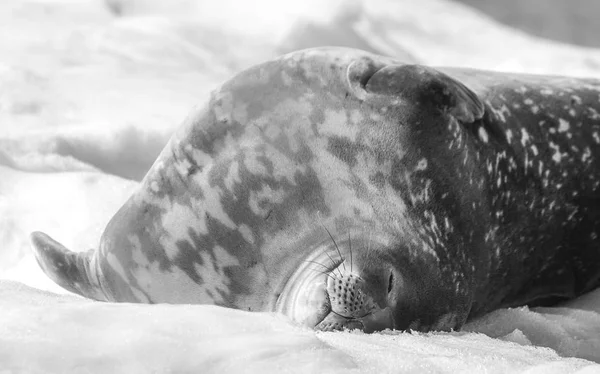 Černobílý Záběr Spaní Weddellovo Těsnění Antarktický Poloostrov — Stock fotografie