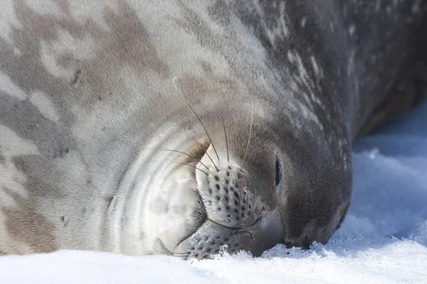 Spící Tuleň Weddellův Antarktický Poloostrov — Stock fotografie
