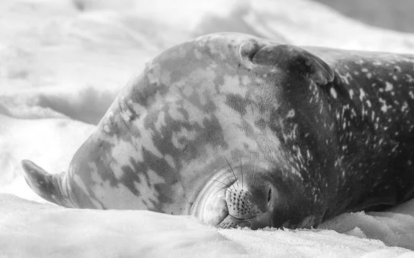 Sleeping Weddell Seal Antarctic Peninsula — Stock Photo, Image