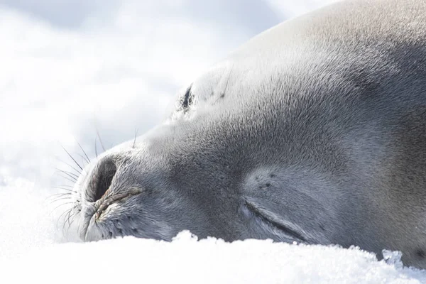 Śpiące Foka Weddella Półwysep Antarktyczny — Zdjęcie stockowe