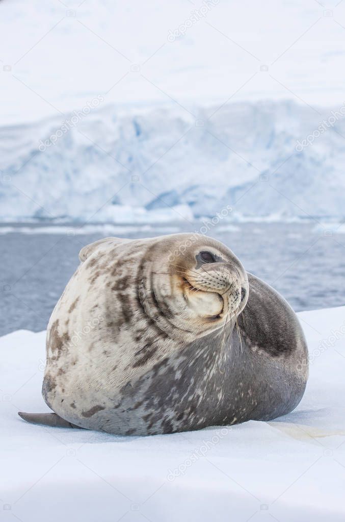 adorable weddell seal in antarctic peninsula