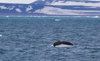 Balina Svalbard sahil yakınındaki güzel kuyruk