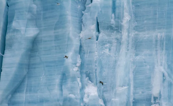 Cuadro Completo Aves Frente Glaciar Masivo —  Fotos de Stock