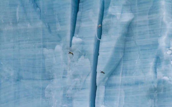 在巨大的冰川前拍摄的鸟的完整框架拍摄 — 图库照片