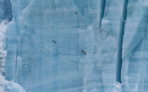 полный снимок птиц перед массивным ледником
