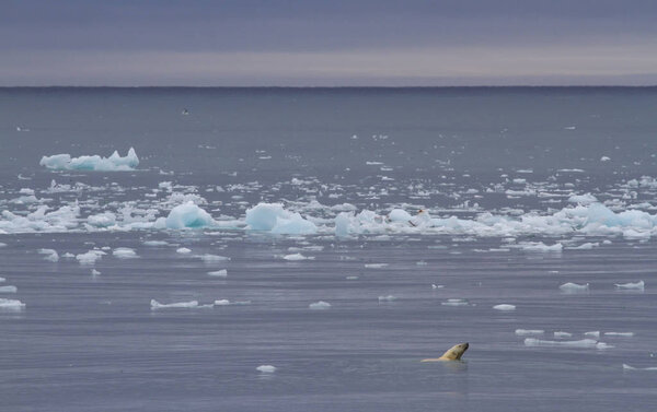 белый медведь плавает в водах Шпицбергена, ищет пищу

