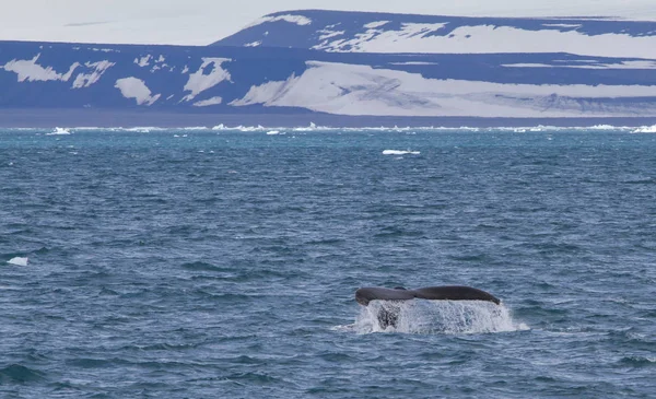 スバールバルの海岸近くのクジラの美しい尾 — ストック写真