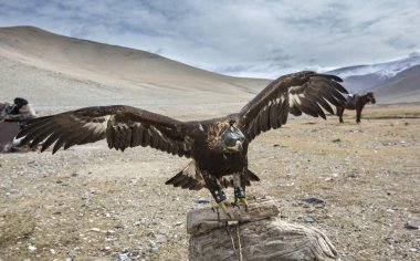 Altay kartalı kazak ev kartal avcı dışında
