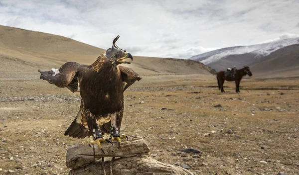 Altai Kungsörn Utanför Hemmet Kazakiska Eagle Hunter — Stockfoto