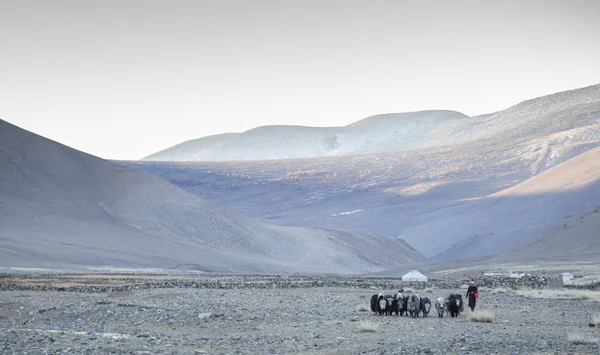 Bayan Ulgii Mongolia October 2015 Kazakh Woman Walking Her Yaks — Stock Photo, Image