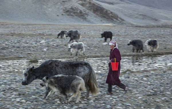 Bayan Ulgii Mongolia October 2015 Kazakh Woman Walking Her Yaks — Stock Photo, Image