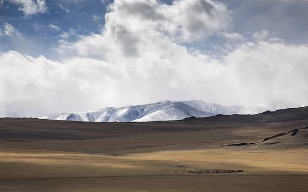 Zwierząt Gospodarskich Krajobraz Zachodniej Mongolii — Zdjęcie stockowe