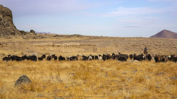 Bayan Ulgii Mongolie 1Er Octobre 2015 Troupeau Chèvres Mongoles Dans — Photo