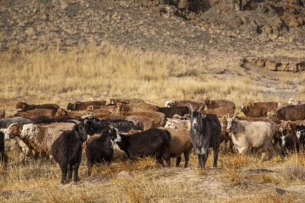 バヤン ウルギー モンゴル バレーでモンゴルの山羊の第 2015 Herd — ストック写真