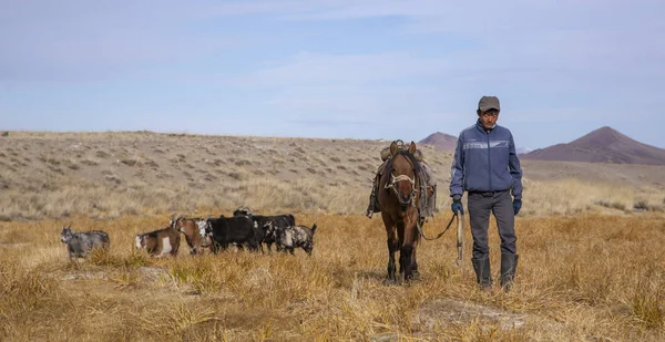 Bayan Ulgii Mongolië Oktober 2015 Kazakh Man Met Zijn Dieren — Stockfoto