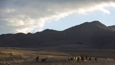 bir manzara Batı Moğolistan vahşi przewalskii atları